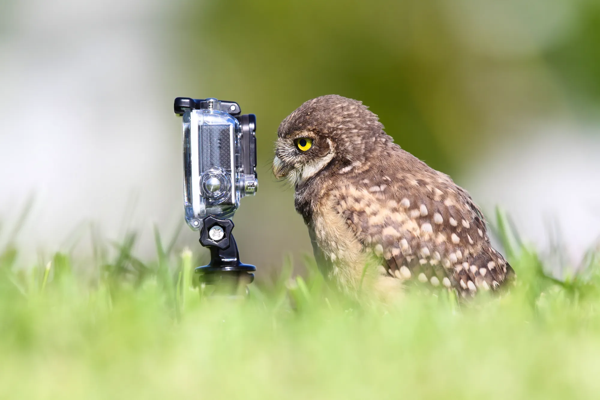 burrowing owl looking into camera