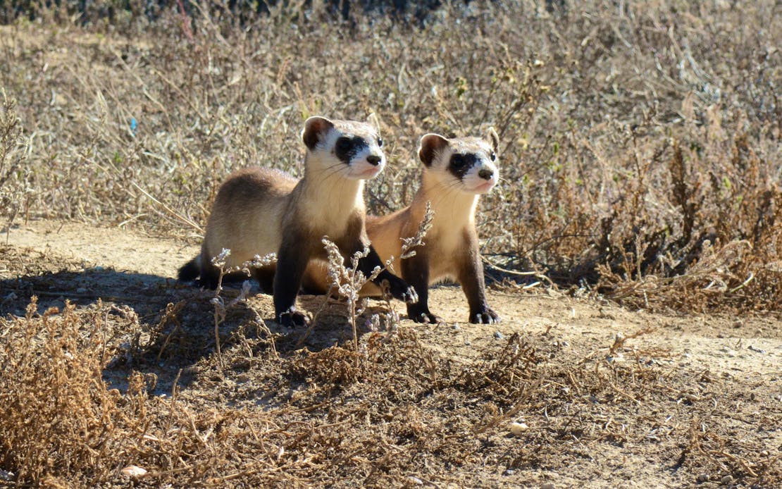 black footed ferret
