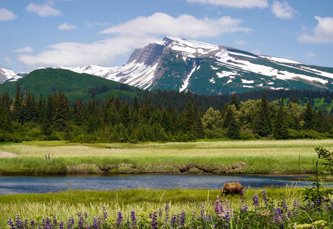 Grizzly Bear at Silver Salmon Creek - Lake Clark National Park