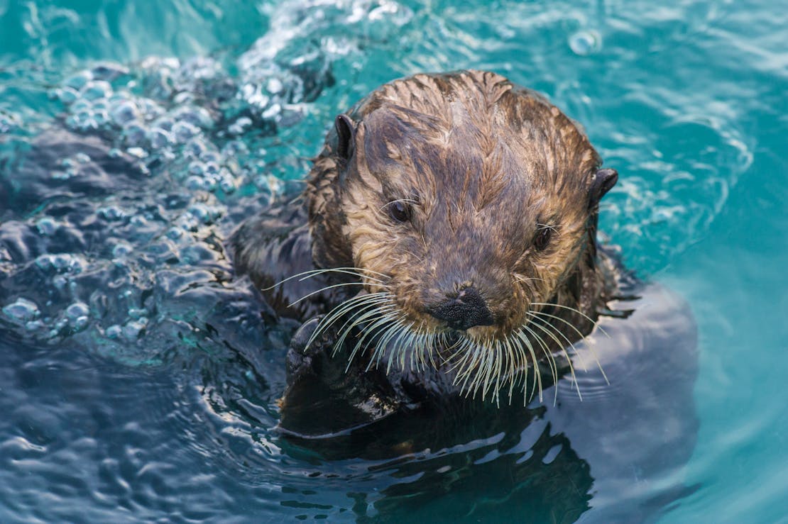 Sea Otter