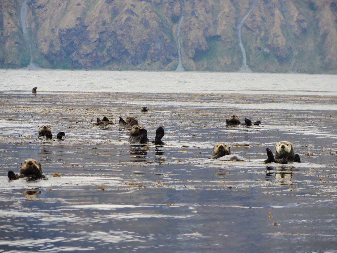sea otter