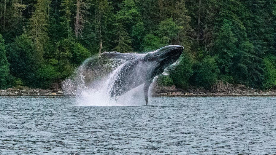 whale braching