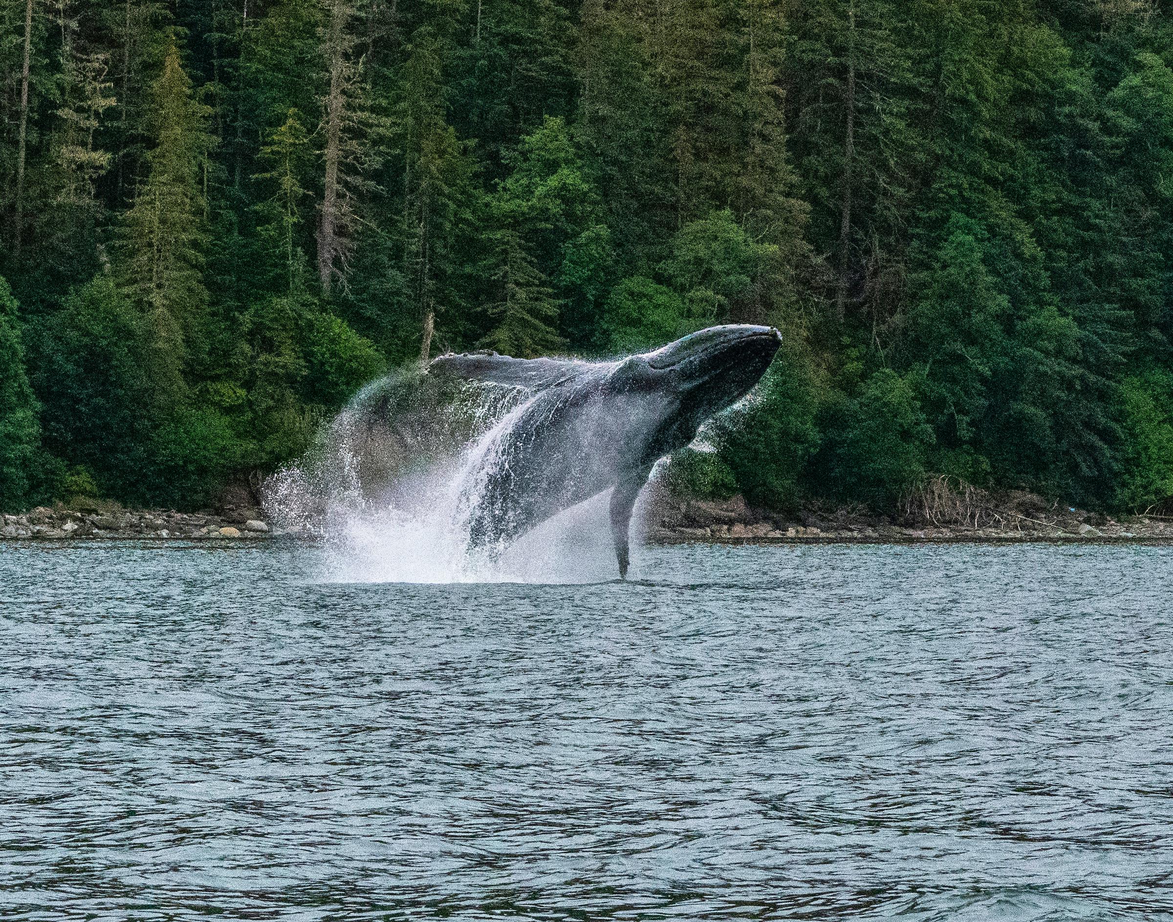 whale braching