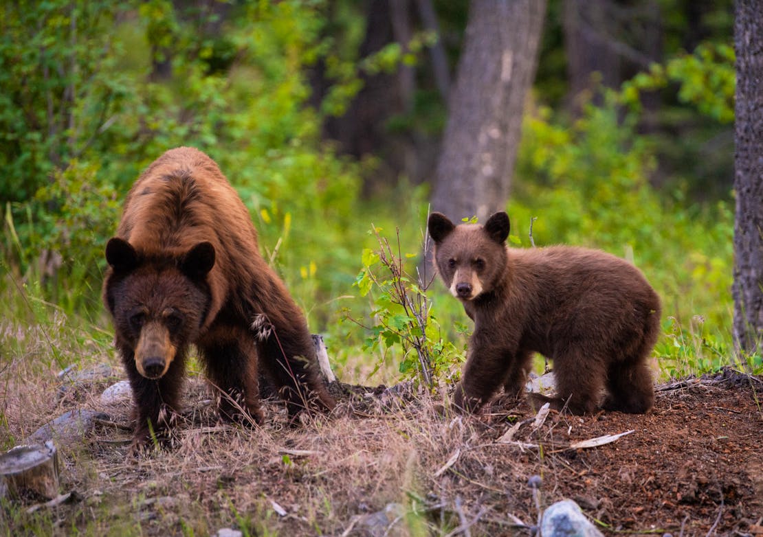 bear and cub