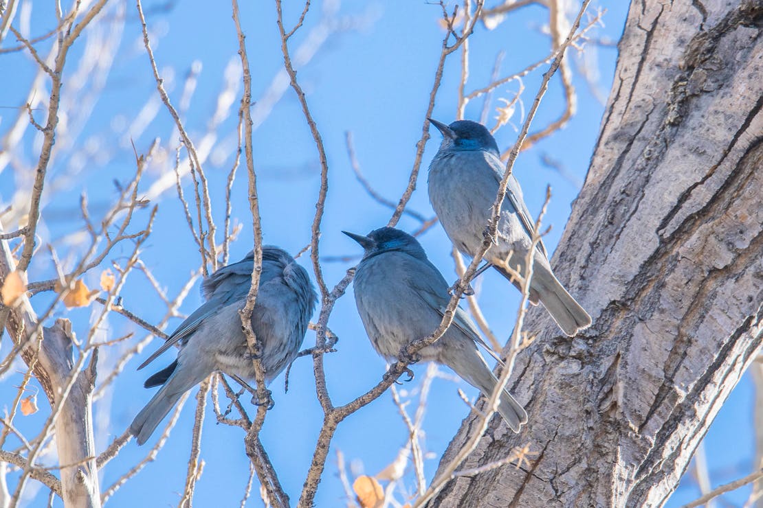 pinyon jay 