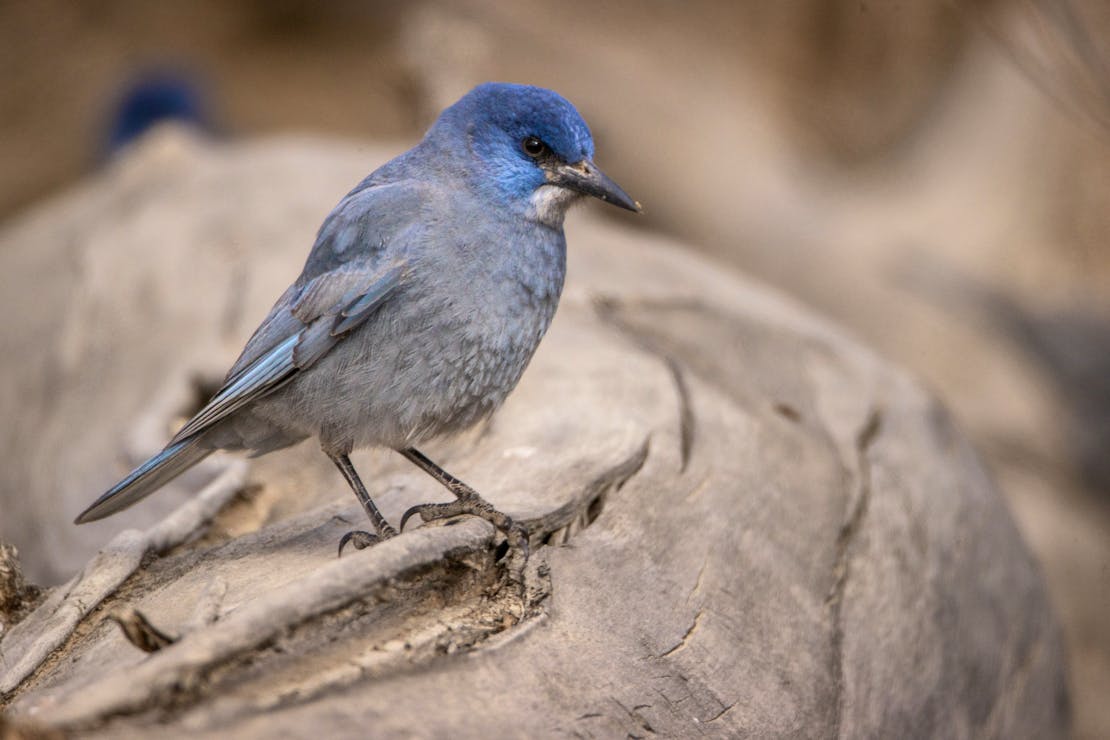 pinyon jay 