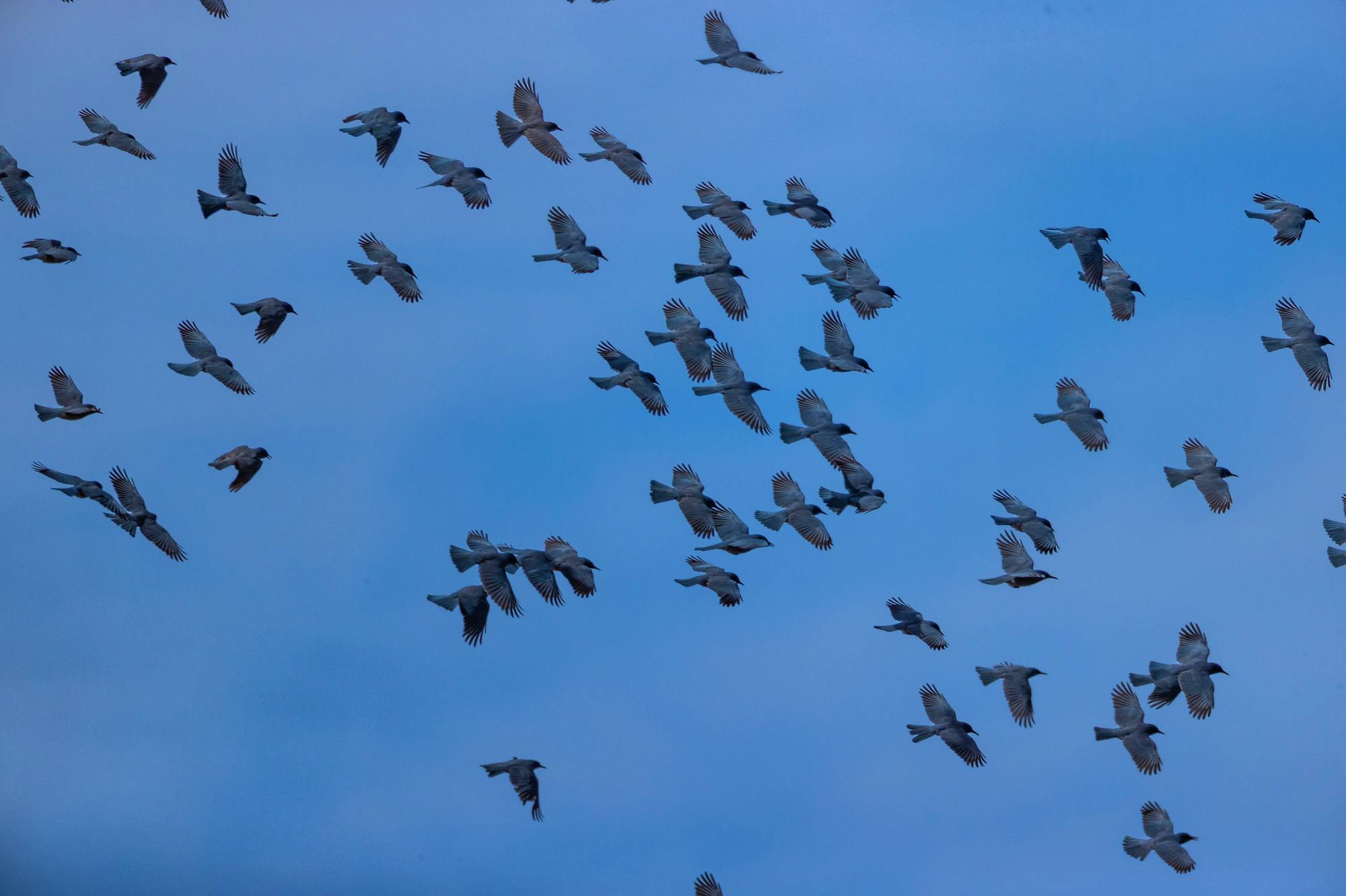 pinyon jay flock