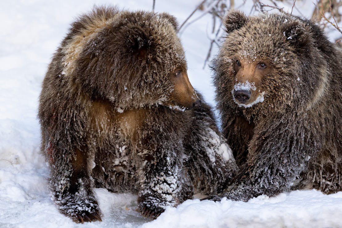 kodiak brown bear