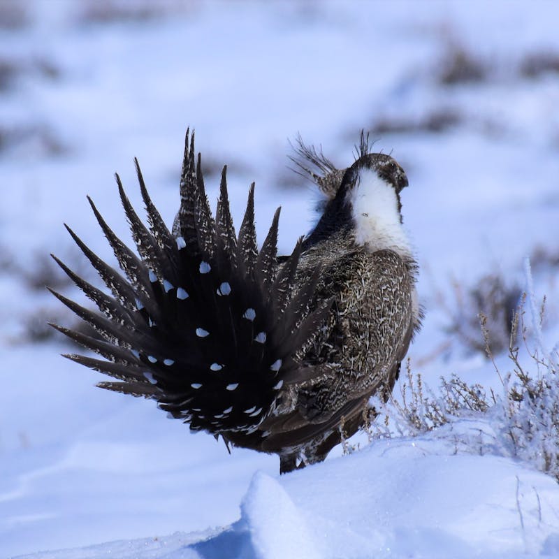 2023.04.07 - Greater Sage-Grouse - Seedskadee National Wildlife Refuge - Wyoming - Tom Koerner - USFWS.jpg