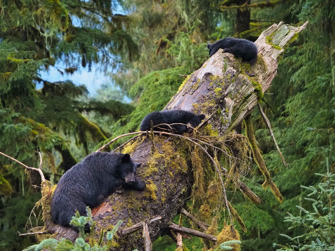 black bear