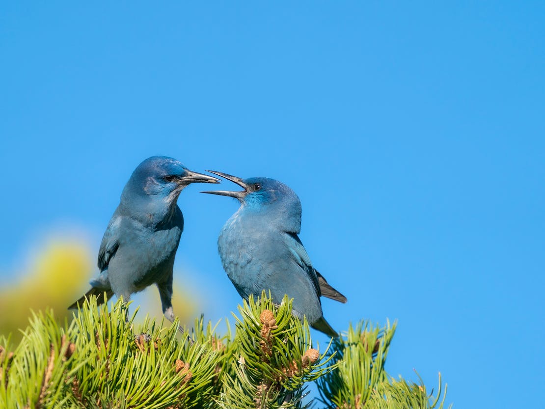 pinyon jay