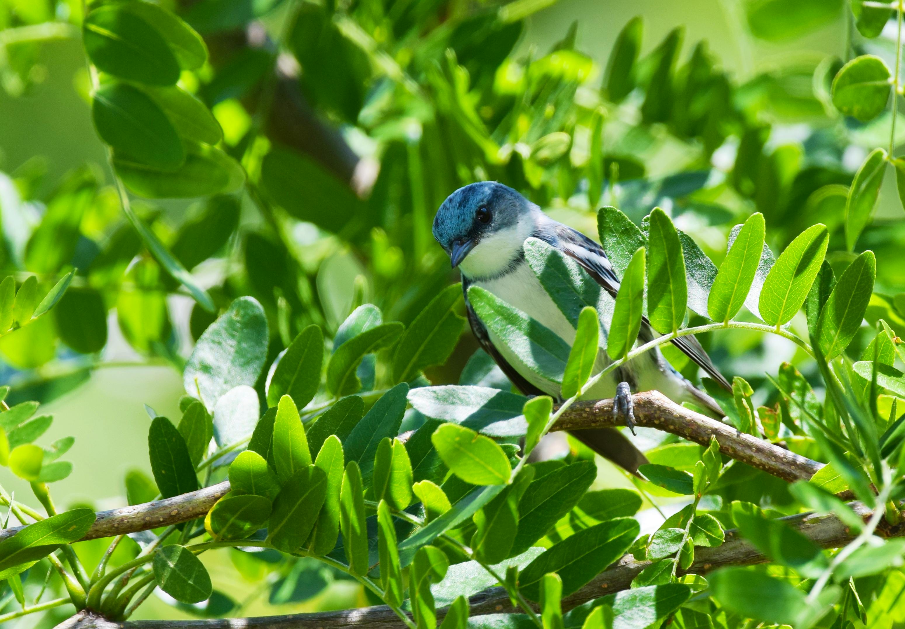 cerulean warbler 