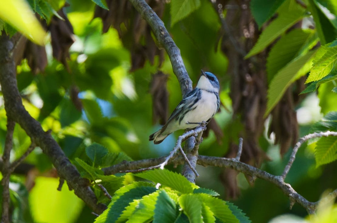 Cerulean warbler