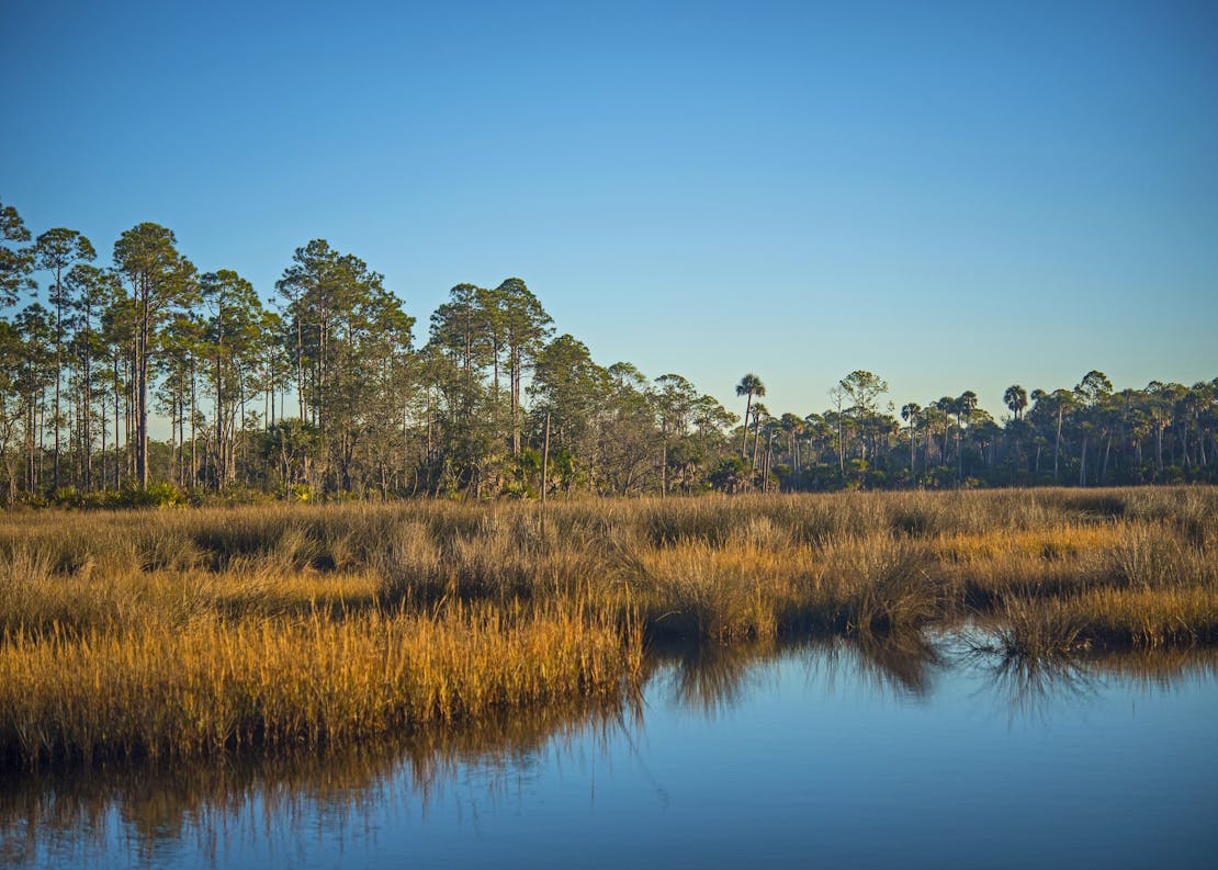 Atlantic salt marsh