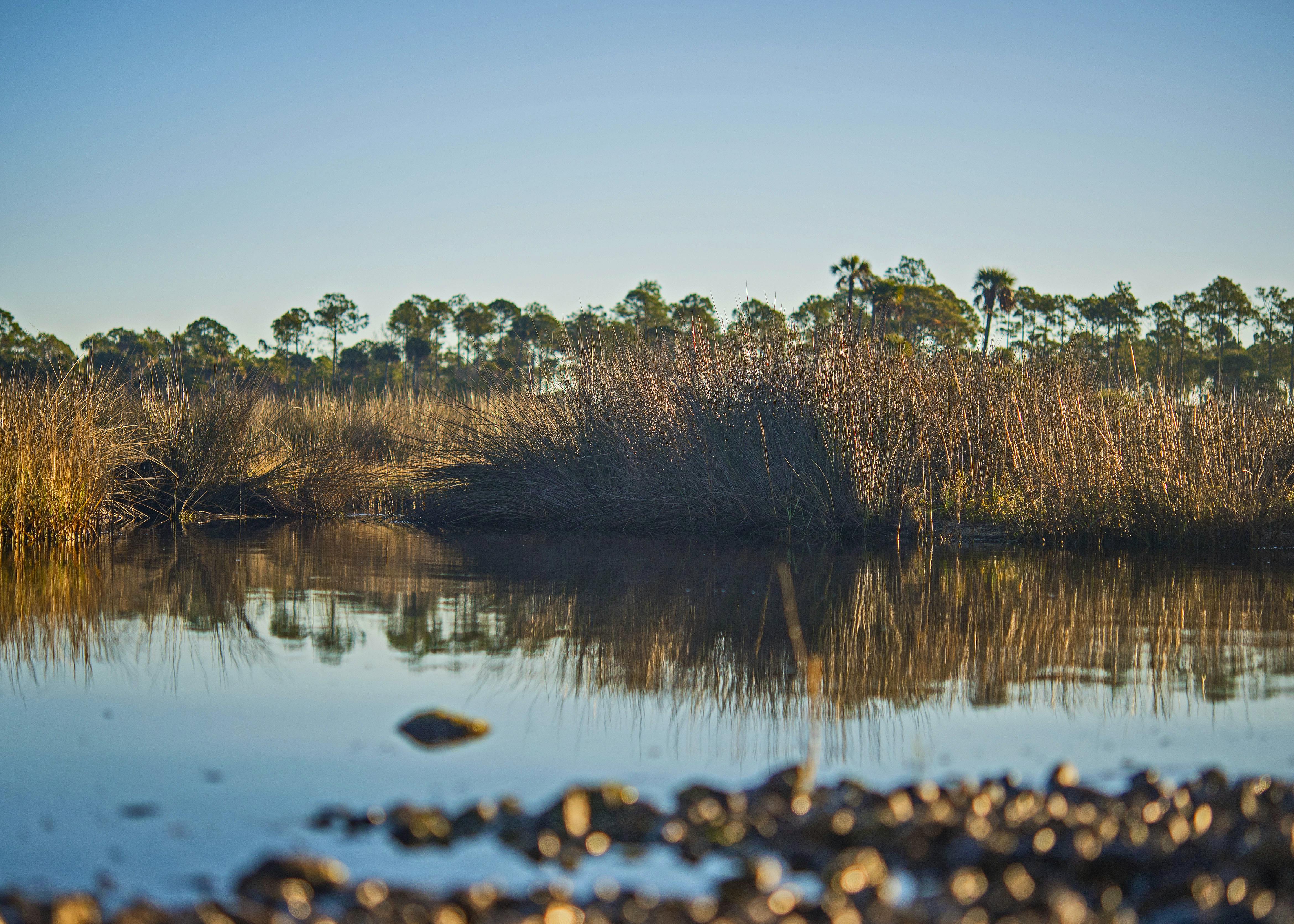 atlantic salt marsh