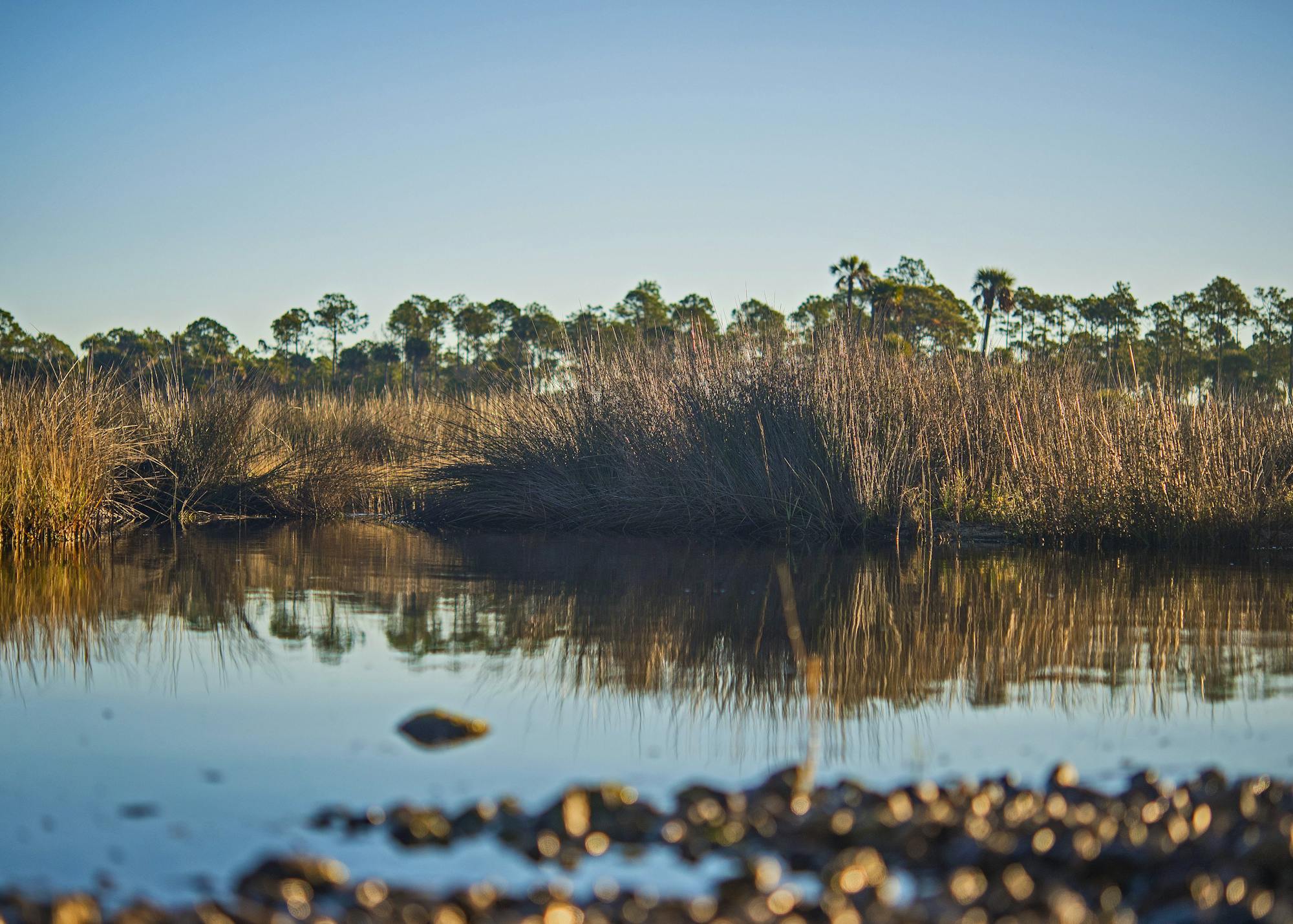 atlantic salt marsh
