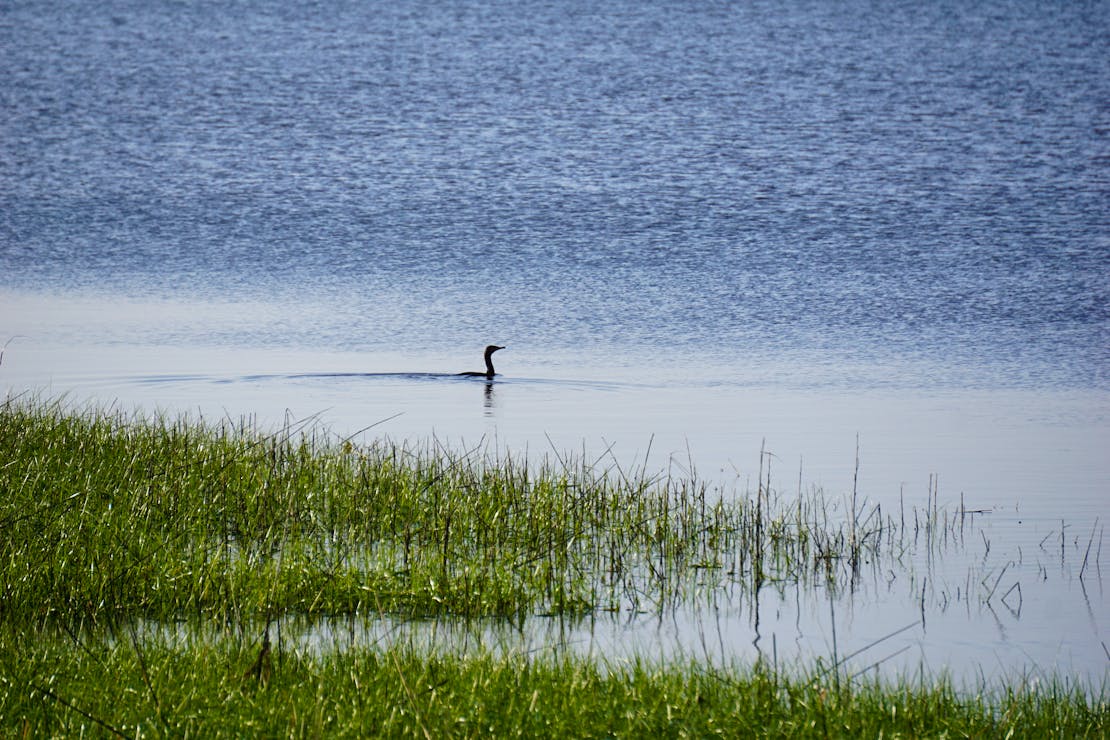 Atlantic salt marsh