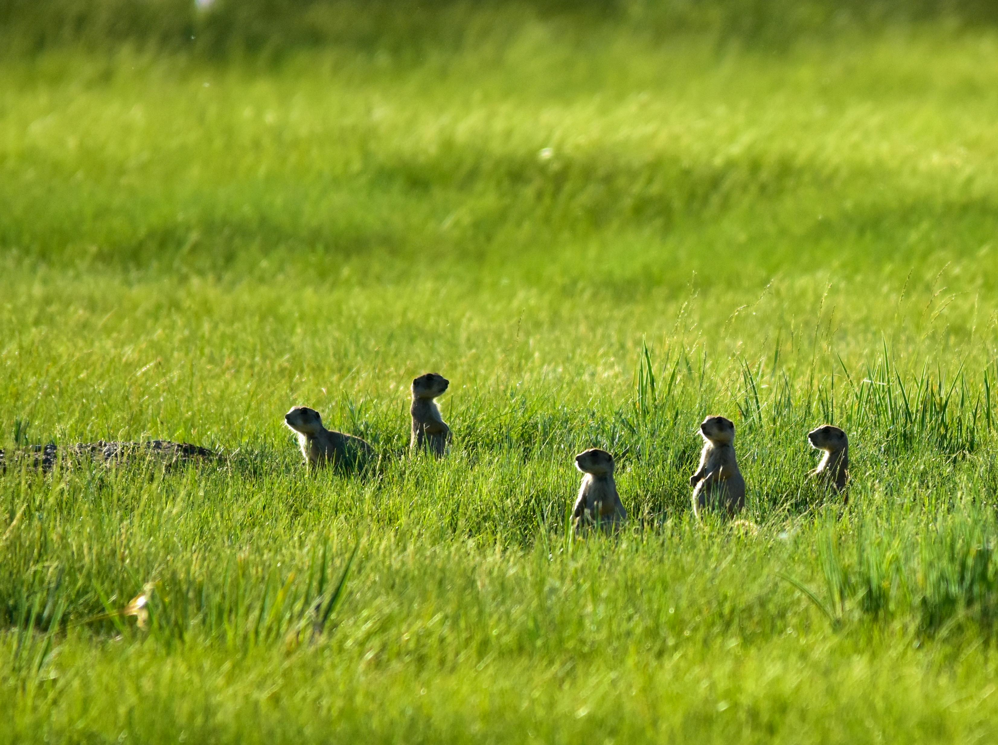 prairie dogs