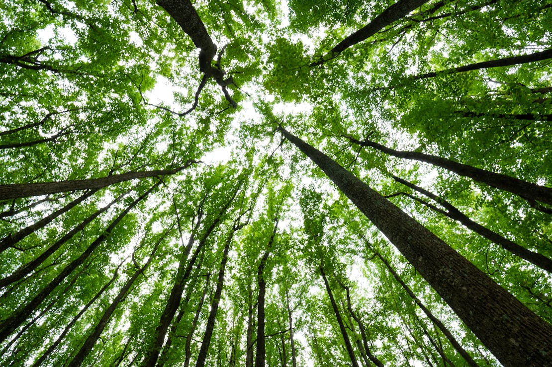 poplar canopy