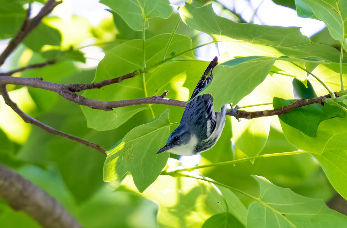 cerulean warbler