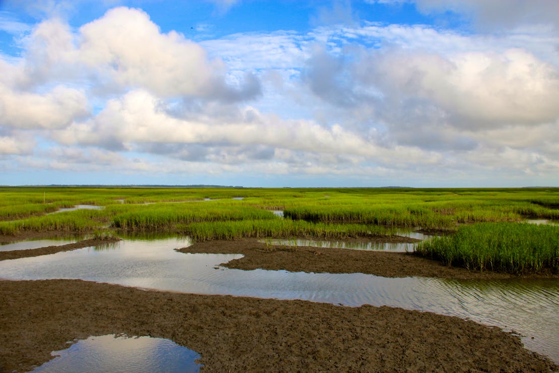 salt marsh