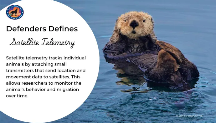 Unlocking the Mystery of Alaska’s Sea Otters | Defenders of Wildlife