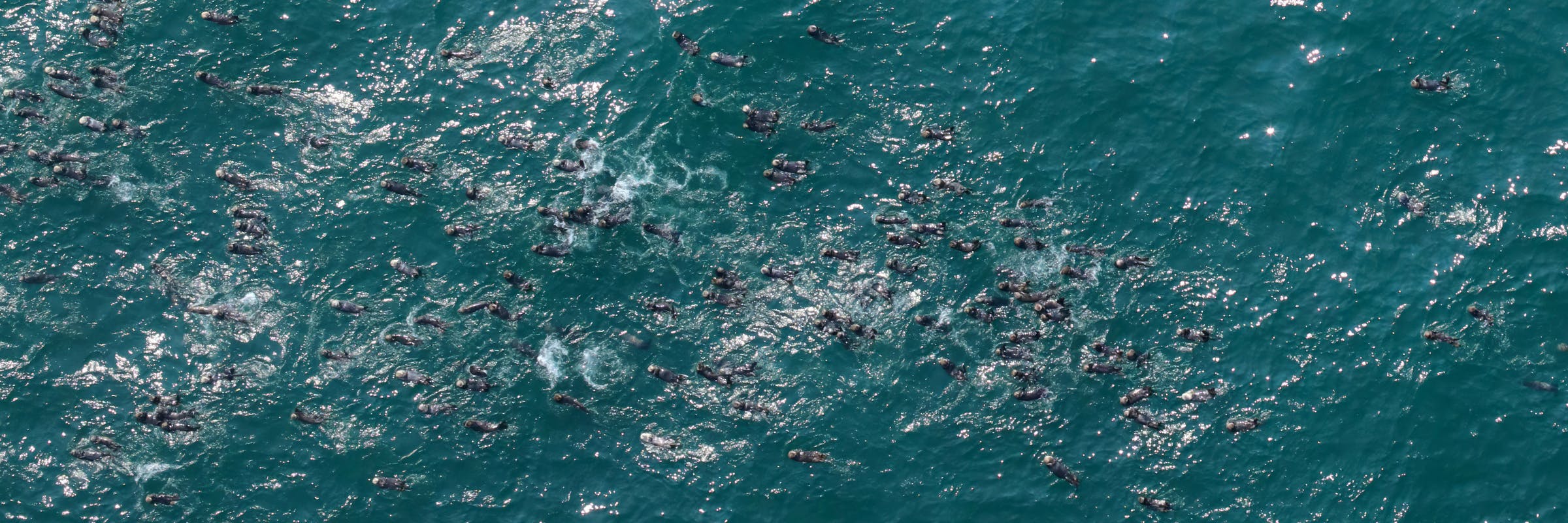 aerial view of sea otters in water