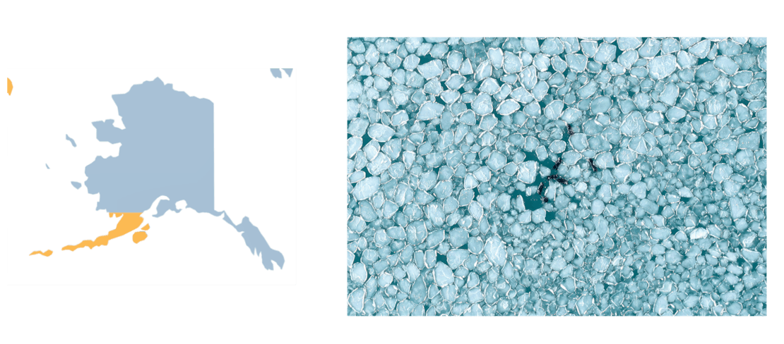 cook inlet otter graphic