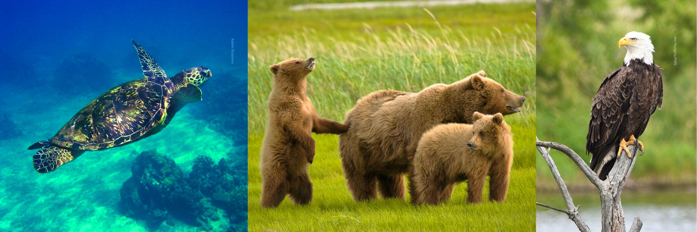 sea turtle grizzly bear family and bald eagle