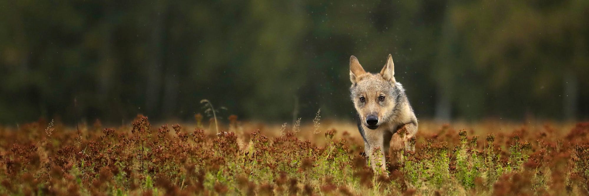 gray wolf running through autumn meadow