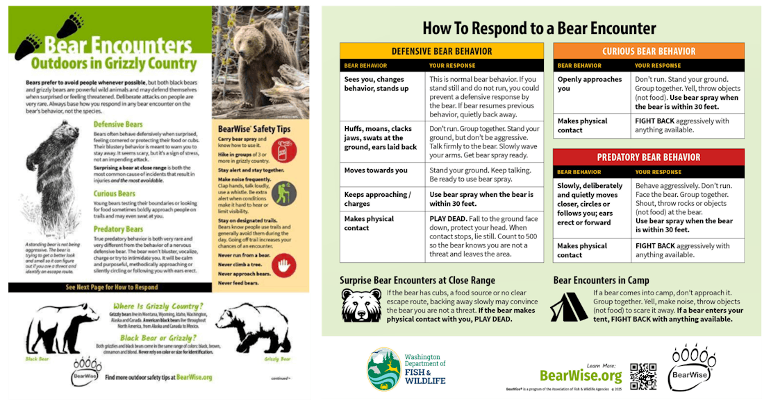 bearwise graphic