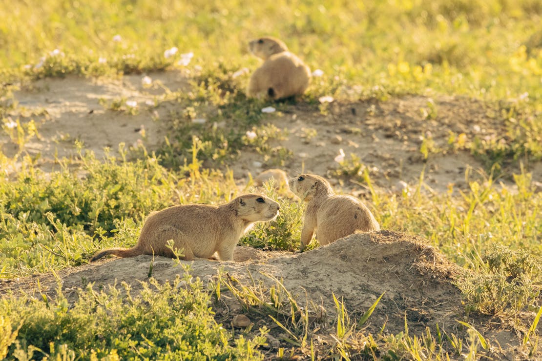 Prairie Dogs