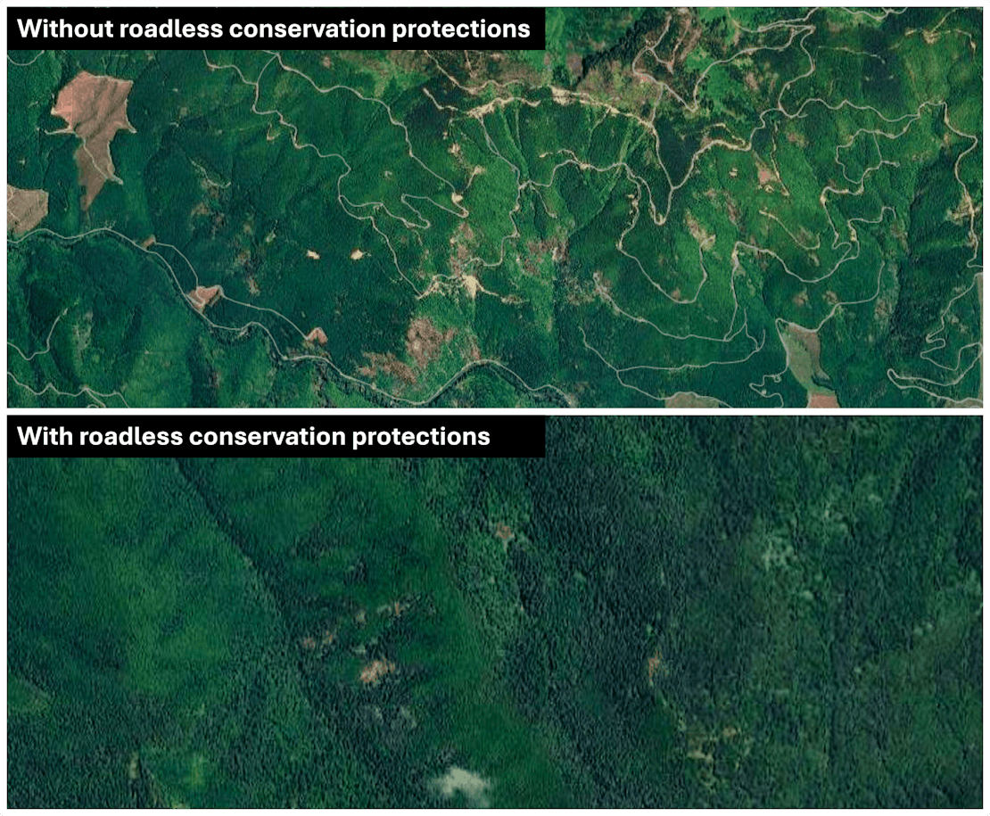 Roaded vs roadless forests