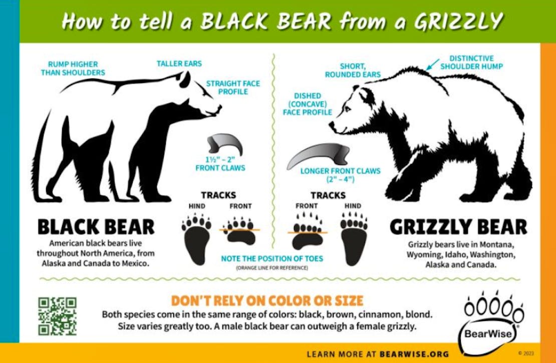 bearwise