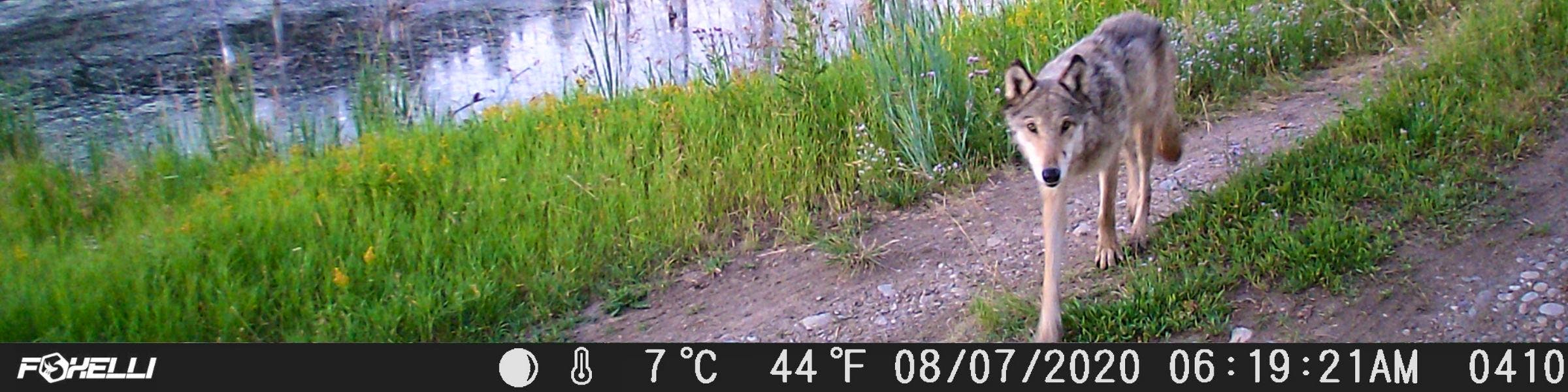 wolf on trail camera