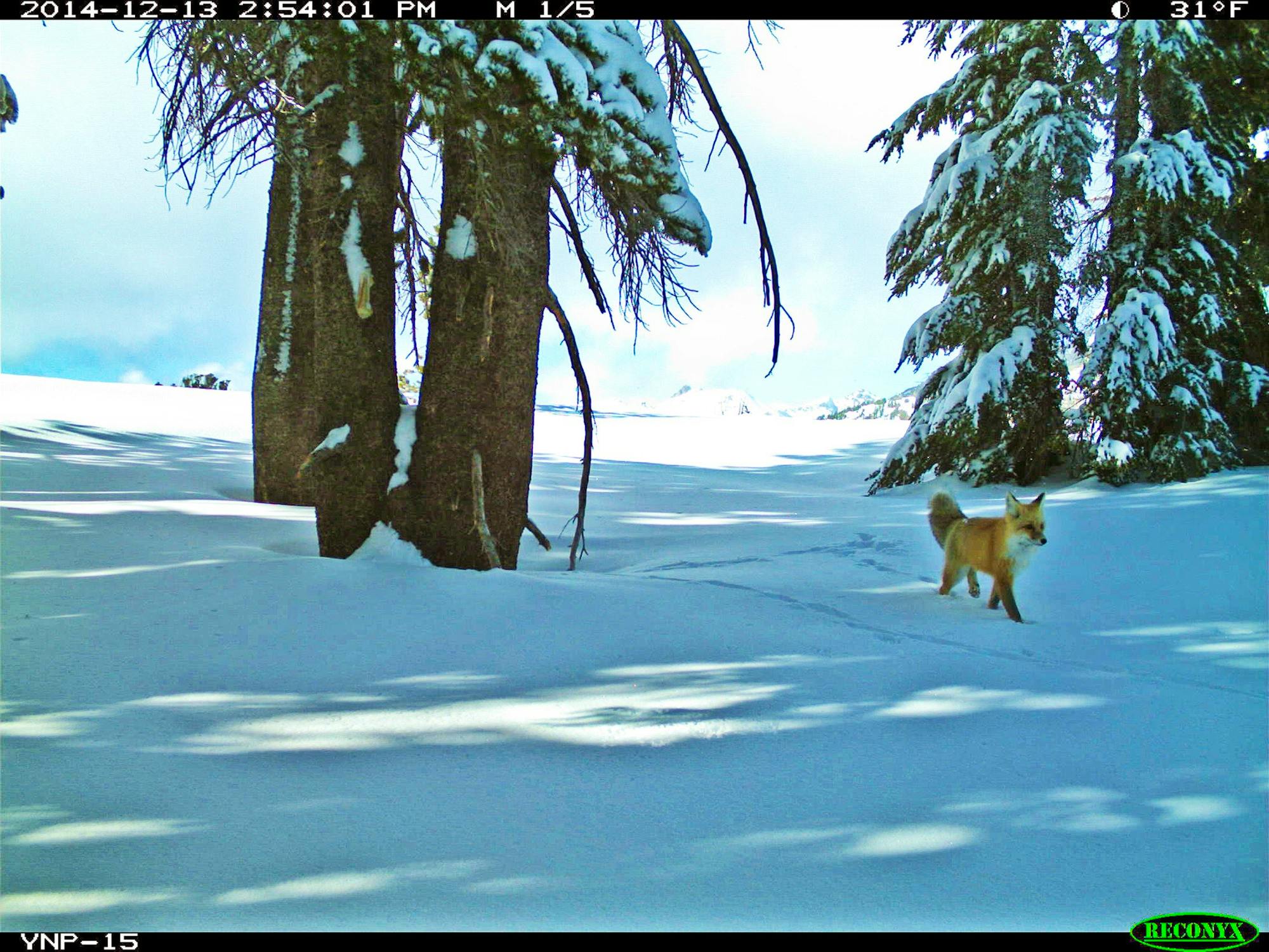 Sierra Nevada Red Fox in the snow