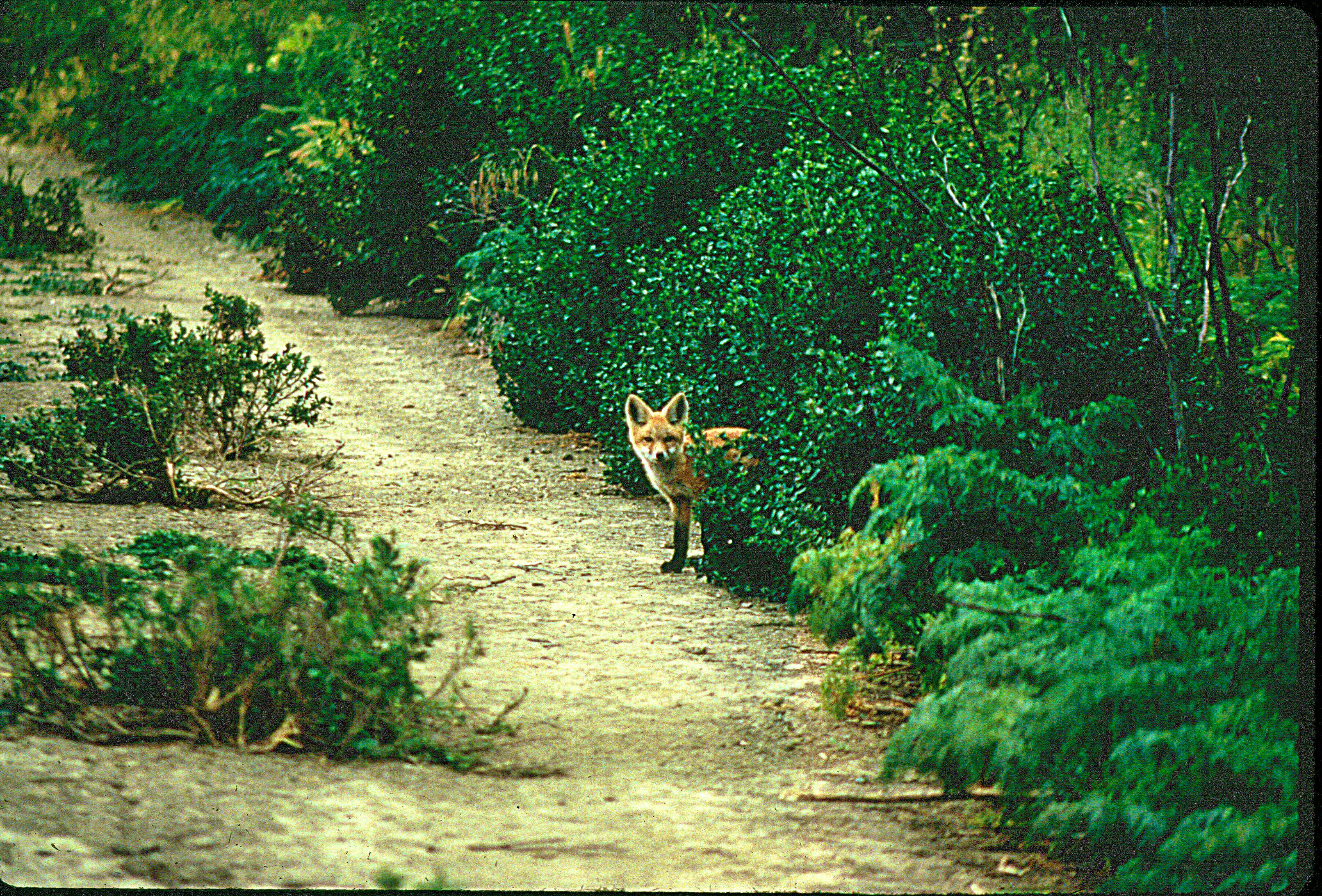 Sierra Nevada Red Fox peeking out of bushes
