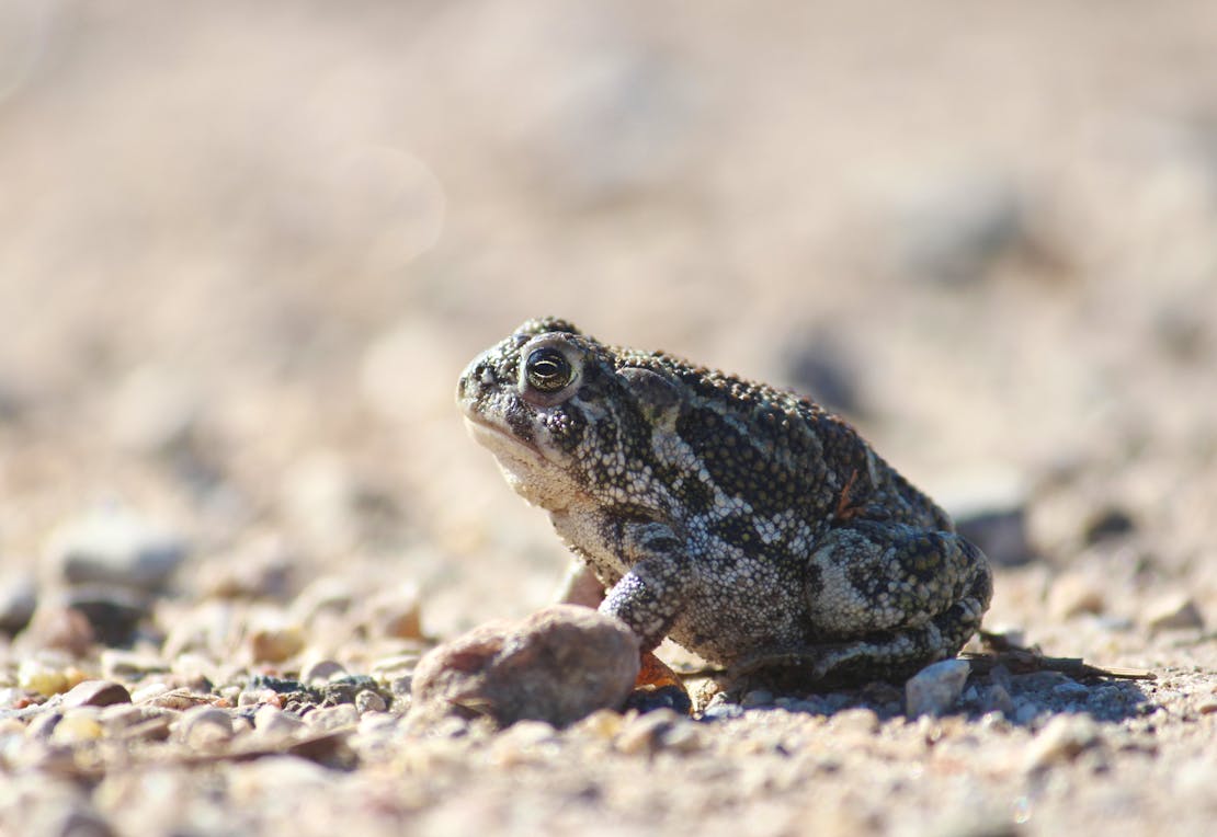 toad