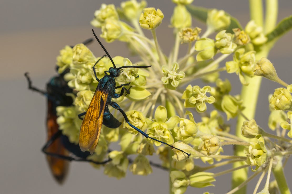 Tarantula Hawk Wasp