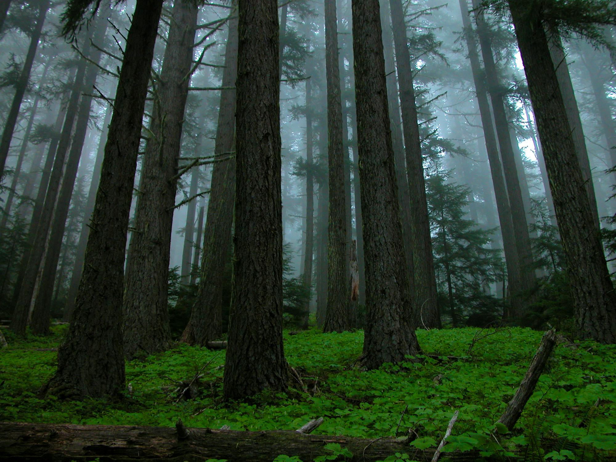 Tongasss