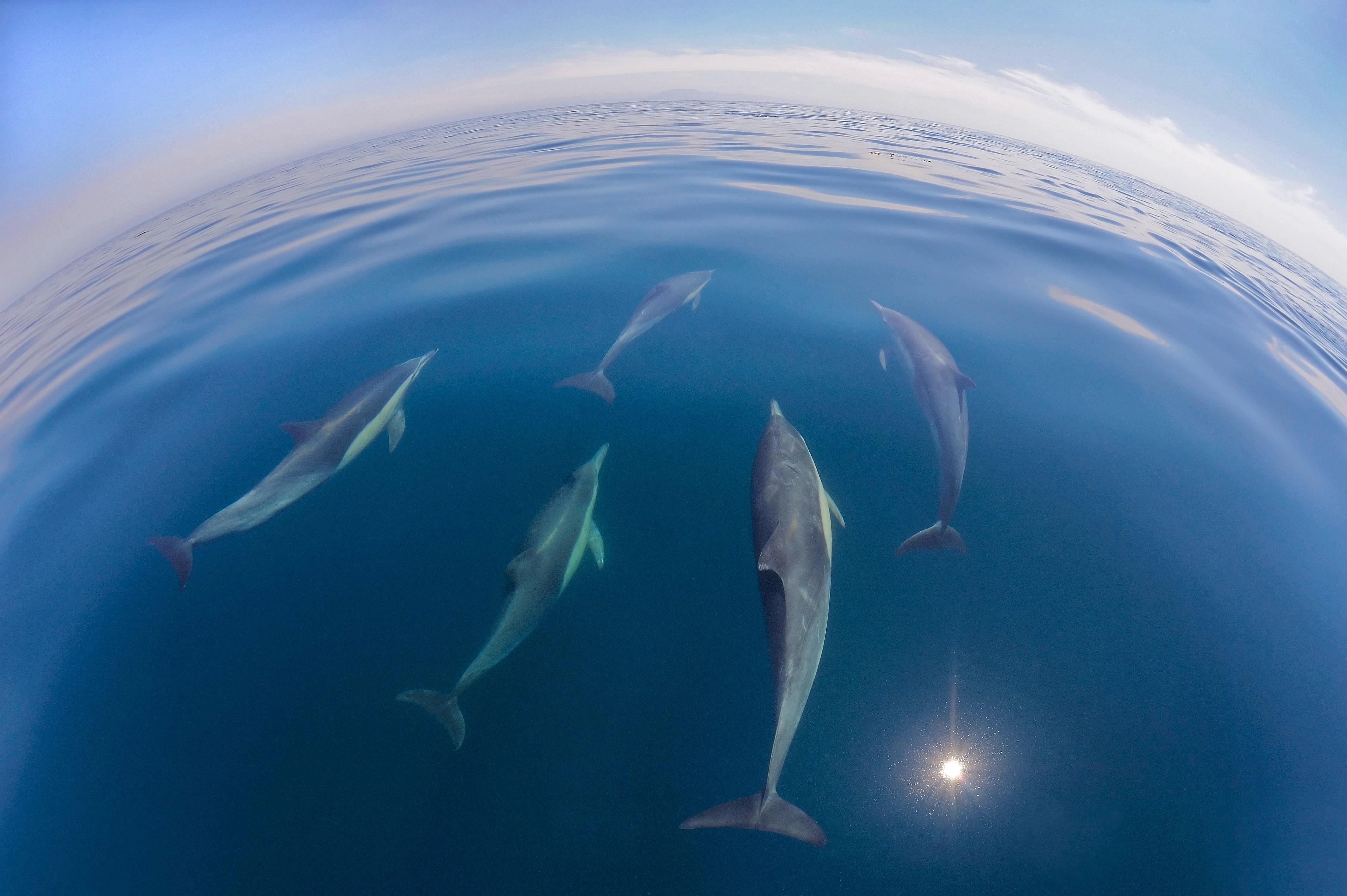 dolphins