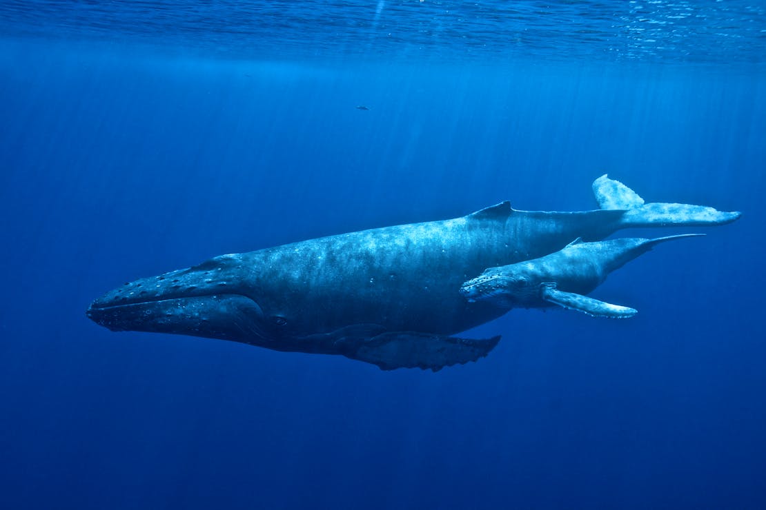 Humpback Whale and Calf