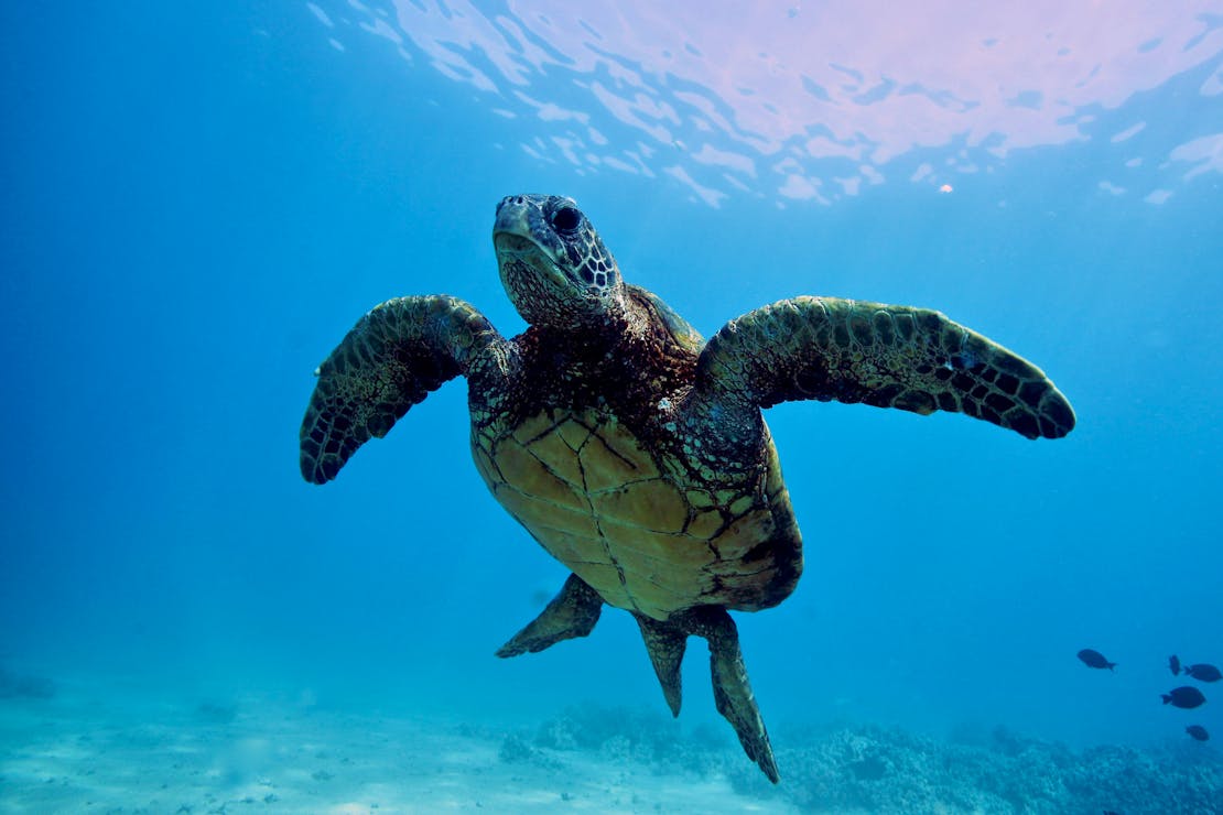 sea turtle
