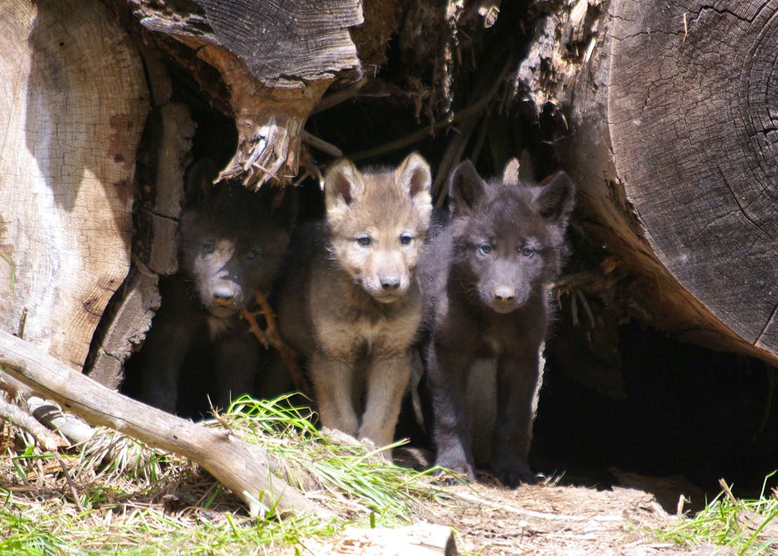 wolf pups