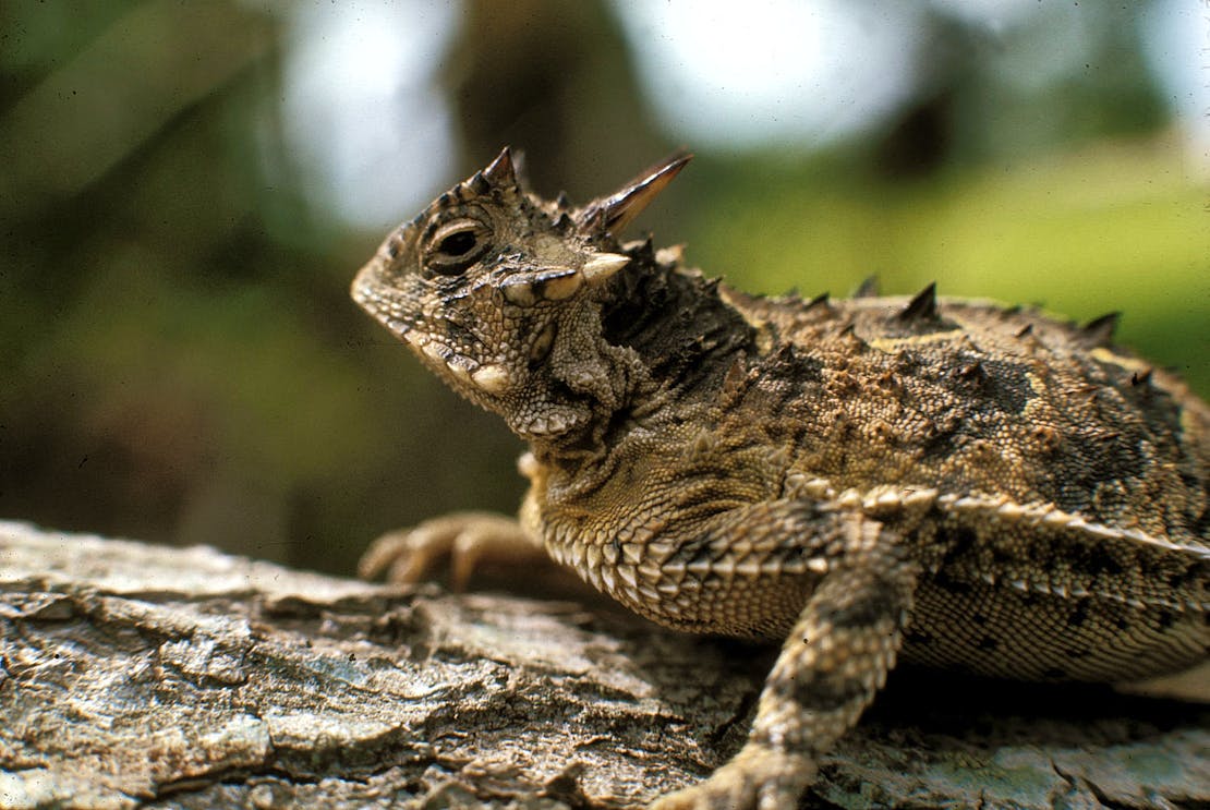 horned lizard
