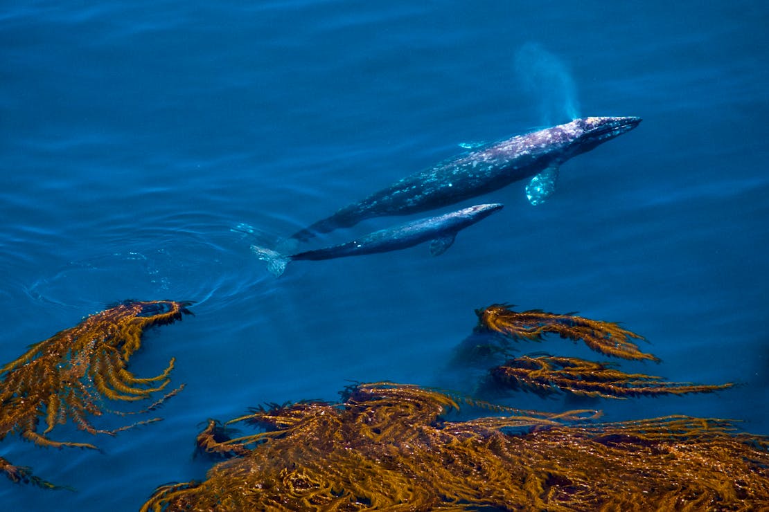 gray whale