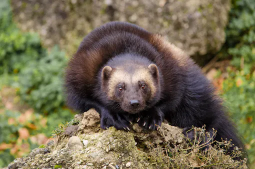 Why Wolverines Are the Most Fearless Animal (And Why They're Coming ...