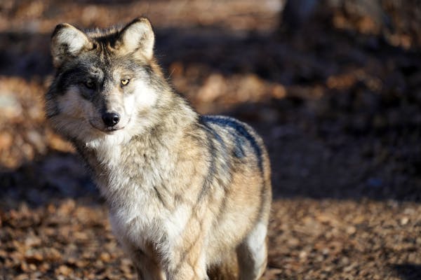 Mexican gray wolf