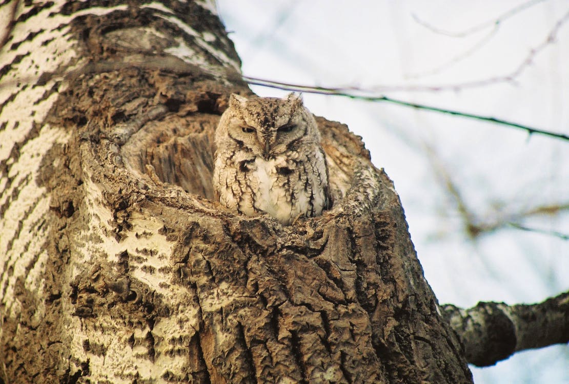 Eastern screech-owl