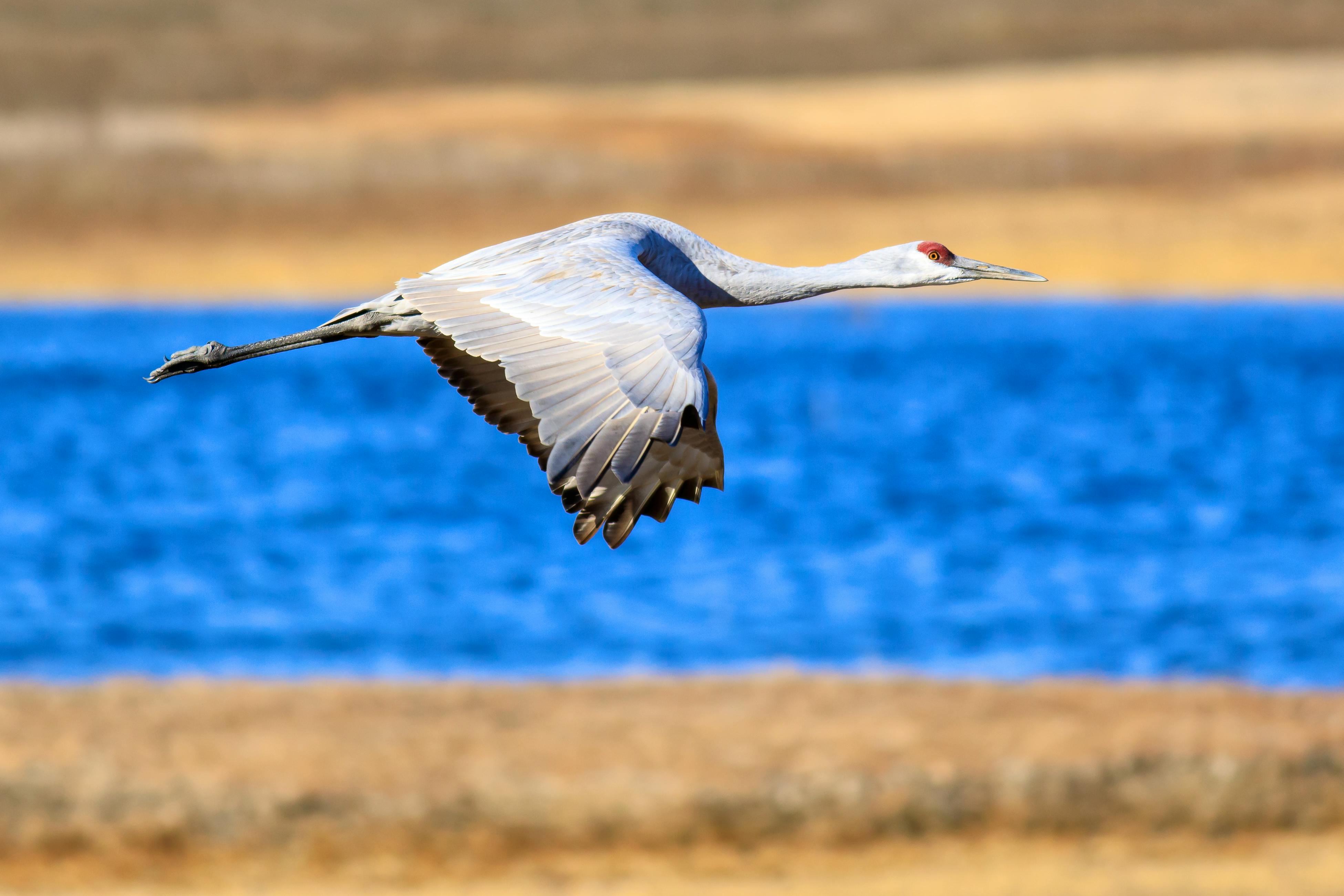 20202.10.06 - Sandhill crane in flight over Llano Seco- Frank Schulenburg (CC BY-SA 2.0).jpg